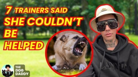 7 Dog Trainers Said She Should Be Euthanized. Will The Dog Daddy Agree On This One?