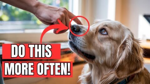 11 Things You Should Do More Often for Your Dog