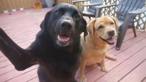 99.9% Can’t stop laughing at these dog 😂 Funny Dog Videos 2025