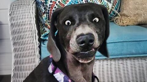 Millions are laughing their heads off at the Funniest ANIMALS Videos 2025!