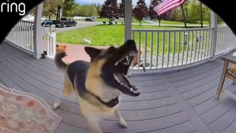 When animals get caught being silly on camera 🤣 Funniest ANIMAL Videos
