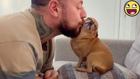 Funniest Dog Reactions 2025 😂🐶 | Cutest & Silliest Moments Ever!