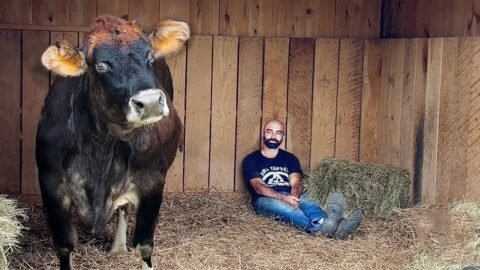 Blind Rescue Cow Melts Every Time She Hears Her Favorite Song