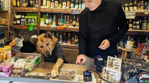 This Dog Runs the Counter and Always Demands His Tip