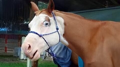 These Silly Horses Can’t Be Missed! - Funniest ANIMAL Videos