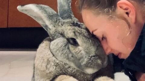 This Giant Rabbit Thinks He's a Watchdog and He Really Is