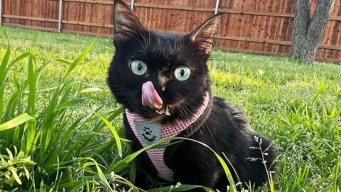 This Stubborn Little Cat Changed Everything