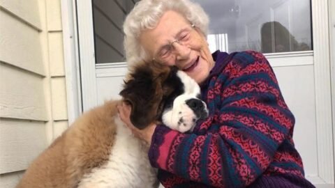 This Giant St. Bernard Visited His Elderly Neighbor Every Day - Here's Why