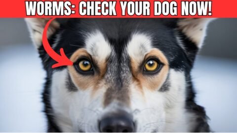 WARNING Signs Your DOG Has WORMS (Don’t Ignore These!)