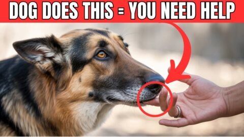 NEVER IGNORE What Your Dog Is Trying to Tell You!!!