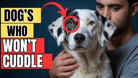 5 SHOCKING Reasons Your DOG Won't Cuddle! How to Fix