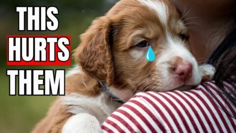 11 Everyday Things that Break Your Dog's Heart