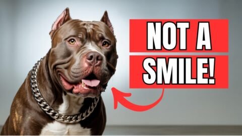 The Real Reason Dogs "Smile" is Scary
