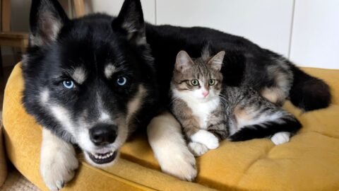 My Husky Wanted to Catch a Kitten! And Then this Happened!