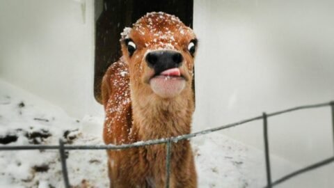 1M+ LAUGHS are waiting in this Funniest Animals video of May