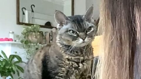 I took home 'aggressive' shelter cat. Here's what happened.