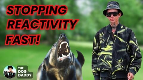 Reactive German Shepherd Training.