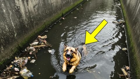 German Shepherd Thrown Into a Canal Is Rescued — Then Something Shocking Happens