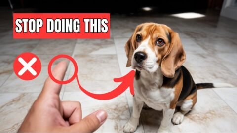 7 Common Mistakes That Shorten Your Dog’s Life