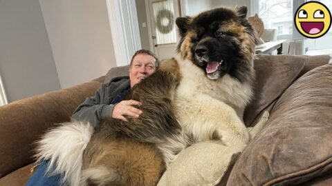 🐶100 Pound Dog Still Thinks He's a Baby!💞 Funny Dog Videos 2025❤️