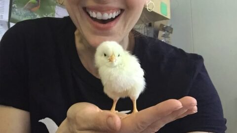 Woman Rescued a Chicken in NYC And Ended Up Falling in Love