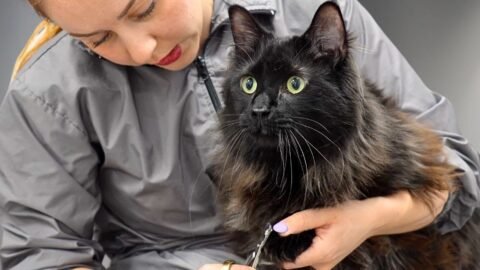 Why is this giant cat's personality so hilariously adorable? 😂