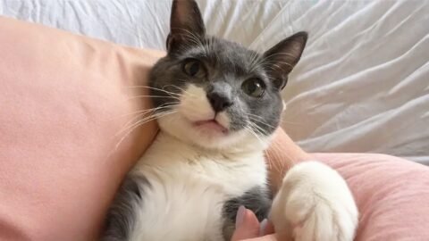 Nobody Wanted This Cat — Until My Husband Held Him Once