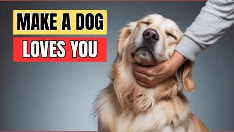 How to Get Your Dog to Love You More Than Anything!!
