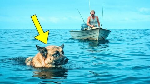 Man Finds German Shepherd Swimming 135 Miles Offshore — Then Something Incredible Happens