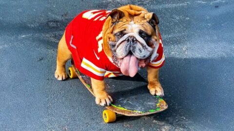 This Bulldog Fell in Love With a Skateboard and Now He Can't Stop