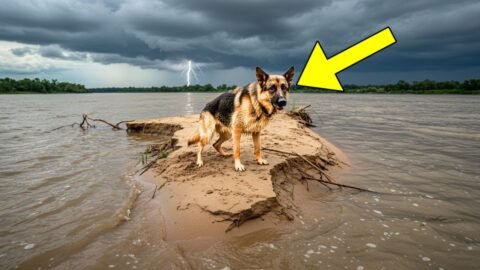 Boat Crew Rescues German Shepherd Stranded on a Sandbar — Then Something Incredible Happens