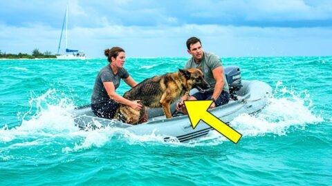 German Shepherd Found on Remote Island Near Key West Is Rescued and Brought Home—Then a Shock Hits