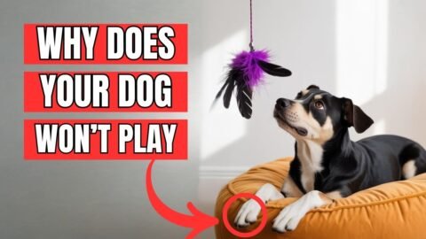 Why Your Dog Doesn't Play With You – THEY ARE TELLING YOU SOMETHING IMPORTANT!