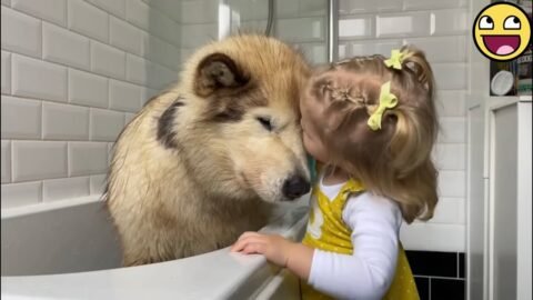 🐶 This Dog Is The Sweetest Big Brother To His Baby Sister! 😍