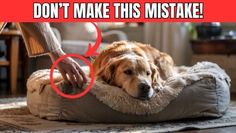Never Make THESE MISTAKES With Your Dogs BED