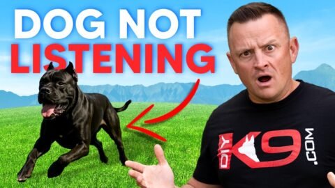 3 Reasons WHY Your Dog REFUSES to Listen To You!