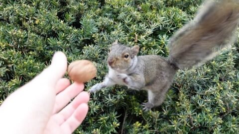 I never had a squirrel react like this