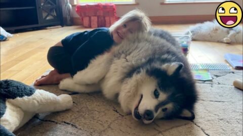 Who Needs a Teddy Bear When You Have a Husky! 🐶❤️