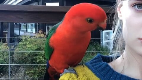 Loyal Parrot Brings His Girlfriend to Meet His Favorite Human