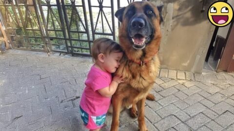 ❤️When a Baby Finds Their Fluffy Best Friend… THIS Happens! 😍🐶