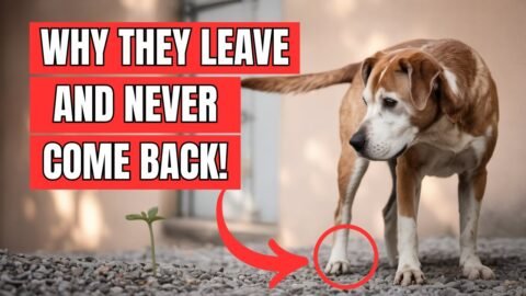 Why do Dogs LEAVE FROM HOME AND DON'T COME BACK?