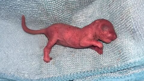 Man Found a Pink Lump in the Grass — Now It Sleeps in His Arms