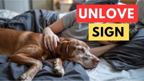 If Your FEMALE Dog Sleeps With You, She's Trying To Tell You THIS…