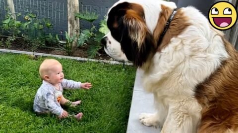 When a Dog Becomes the Perfect Playmate for a Little One π₯°πΆ