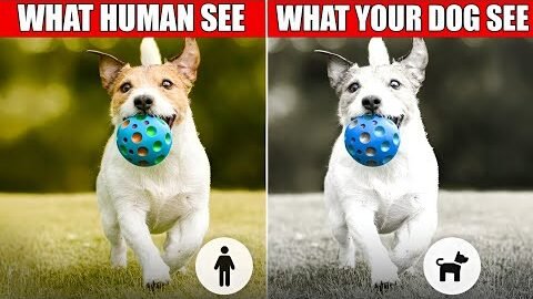 Ever Wonder How Dogs See the World? The Truth About Their Vision