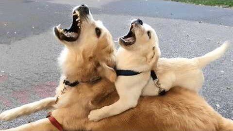 These Animals are Super DRAMATIC and Deserve An Oscar! 😂 Funniest Animal Videos 2025