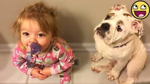 This Dogโs Reaction to Meeting His Baby Sister Will Melt You ๐ฅน๐ถ
