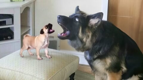 Dogs Being Dramatic When Meets New Friends For The First Time 😂 Funny dog videos 2025