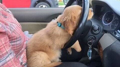 New FUNNY PUPPIES 2025 will make you LAUGH YOUR HEAD OFF๐
