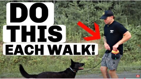Do These 5 Dog Training Exercises Before Each Walk